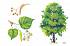 Карточки для занятий в детском саду и дома «Расскажите детям о деревьях»  - миниатюра №1